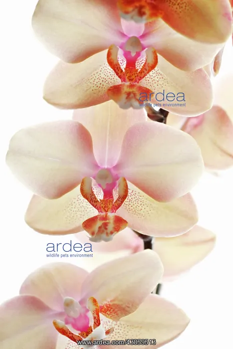 : Orchid, Phalaenopsis, Moth orchid : Orchid, Phalaenopsis, Moth orchid
