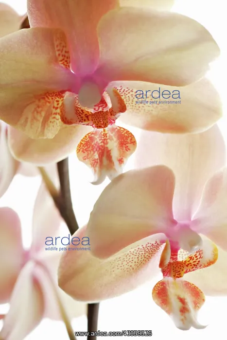 : Orchid, Phalaenopsis, Moth orchid : Orchid, Phalaenopsis, Moth orchid
