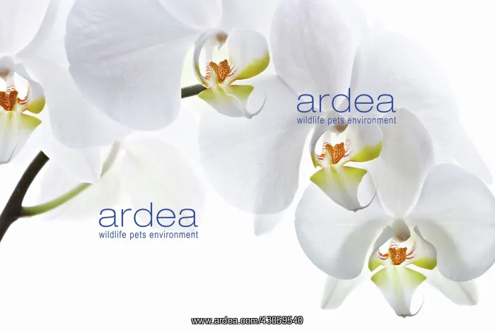 : Orchid, Phalaenopsis, Moth orchid : Orchid, Phalaenopsis, Moth orchid