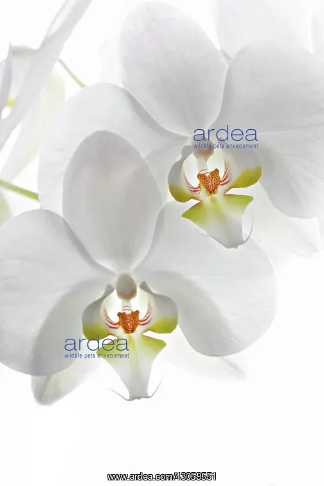 : Orchid, Phalaenopsis, Moth orchid : Orchid, Phalaenopsis, Moth orchid