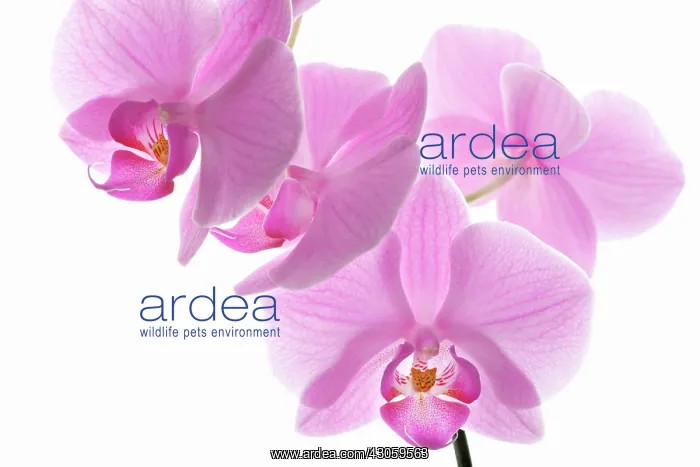 : Orchid, Phalaenopsis, Moth orchid : Orchid, Phalaenopsis, Moth orchid