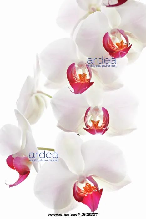 : Orchid, Phalaenopsis, Moth orchid : Orchid, Phalaenopsis, Moth orchid