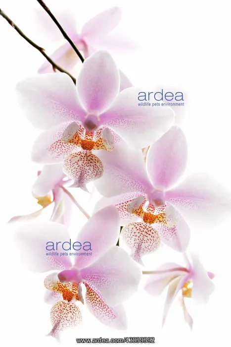 : Orchid, Phalaenopsis schilleriana, Moth orchid : Orchid, Phalaenopsis schilleriana, Moth orchid