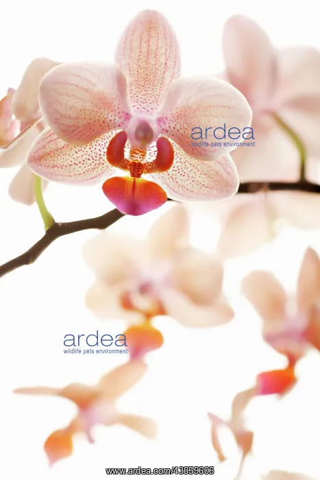 : Orchid, Phalaenopsis, Moth orchid : Orchid, Phalaenopsis, Moth orchid