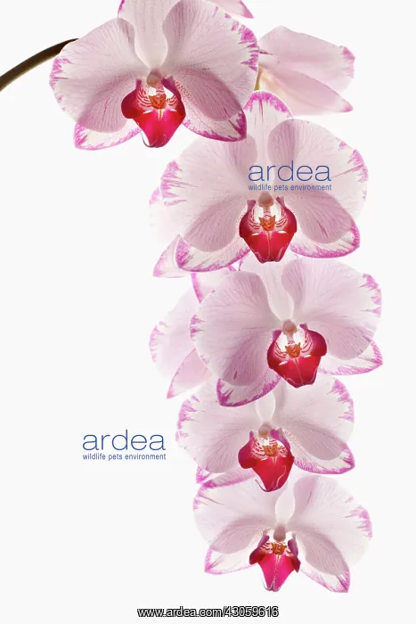 : Orchid, Phalaenopsis, Moth orchid : Orchid, Phalaenopsis, Moth orchid