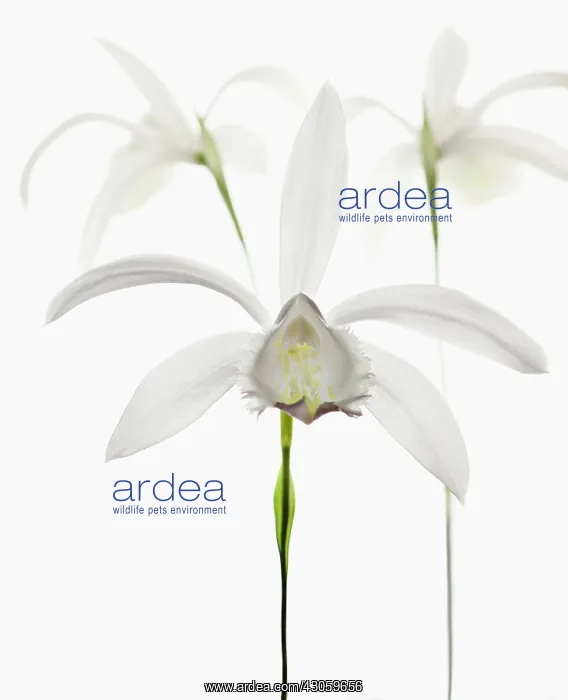 : Orchid, Pleione formosana Alba group, Windowsill Orchid : Orchid, Pleione formosana Alba group, Windowsill Orchid