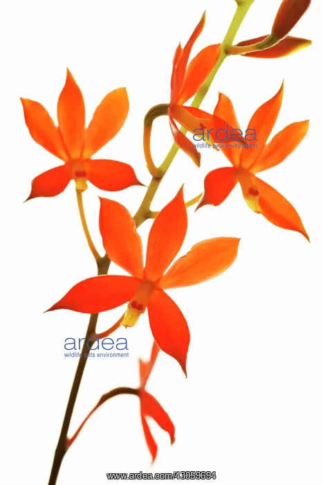 : Orchid, Prosthechea vitellina, Manuelitos : Orchid, Prosthechea vitellina, Manuelitos