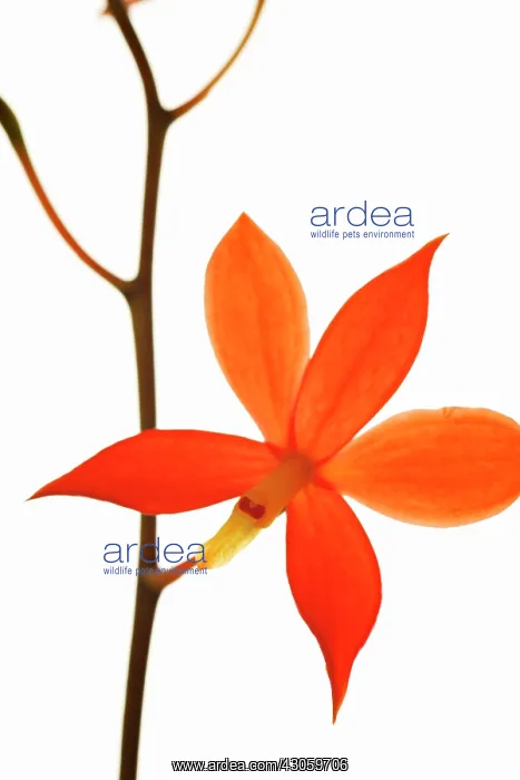 : Orchid, Prosthechea vitellina, Manuelitos : Orchid, Prosthechea vitellina, Manuelitos