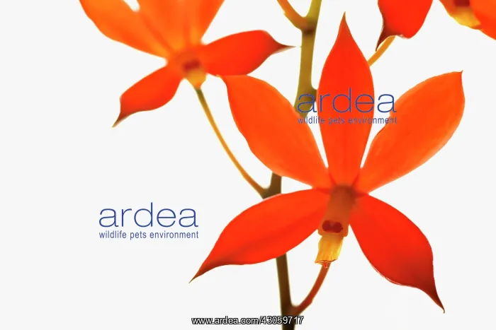  : Orchid, Prosthechea vitellina, Manuelitos
