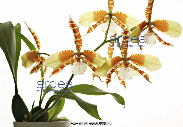 : Orchid, Rossioglossum grande : Orchid, Rossioglossum grande