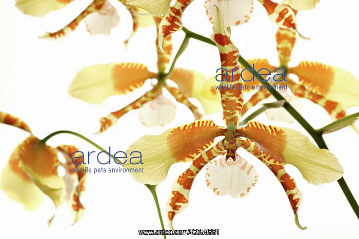 : Orchid, Rossioglossum grande : Orchid, Rossioglossum grande
