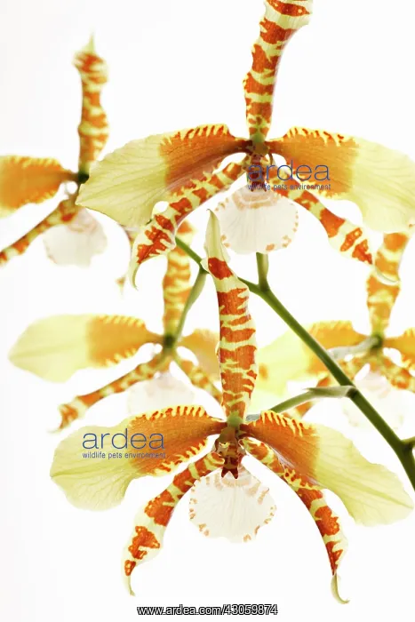 : Orchid, Rossioglossum grande : Orchid, Rossioglossum grande