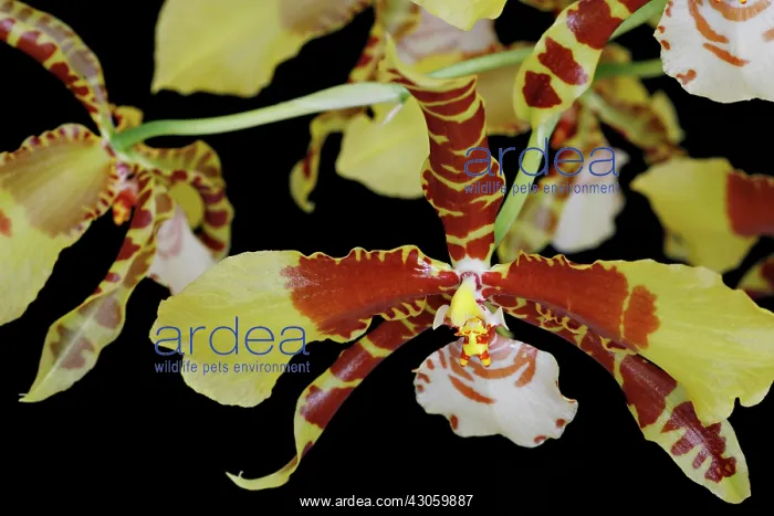 : Orchid, Rossioglossum grande : Orchid, Rossioglossum grande