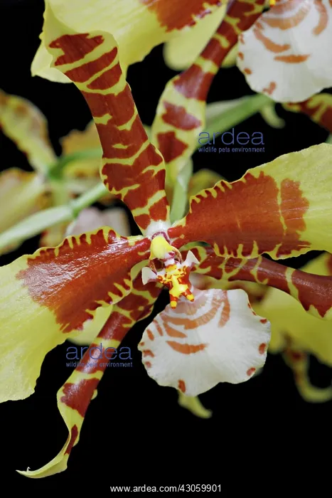 : Orchid, Rossioglossum grande : Orchid, Rossioglossum grande