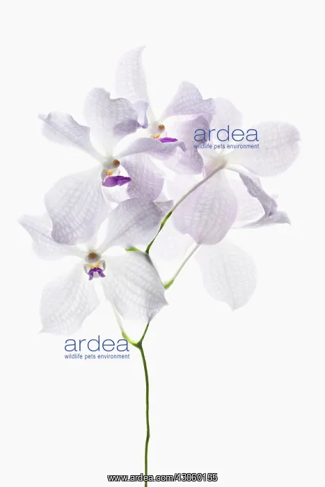 : Orchid, Vanda coerulea, Vanda orchid : Orchid, Vanda coerulea, Vanda orchid