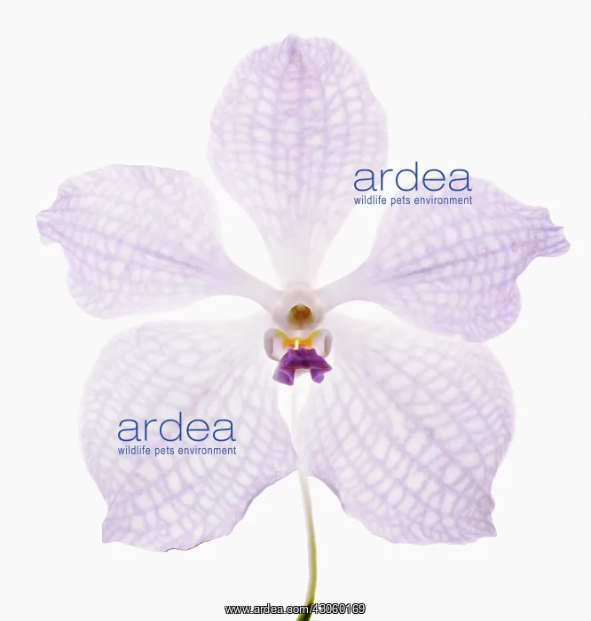 : Orchid. Vanda coerulea : Orchid. Vanda coerulea