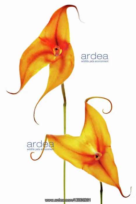 : Orchid, Masdevallia, Masdevallia : Orchid, Masdevallia, Masdevallia