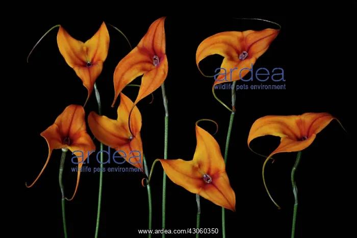  : Orchid, Masdevallia, Masdevallia
