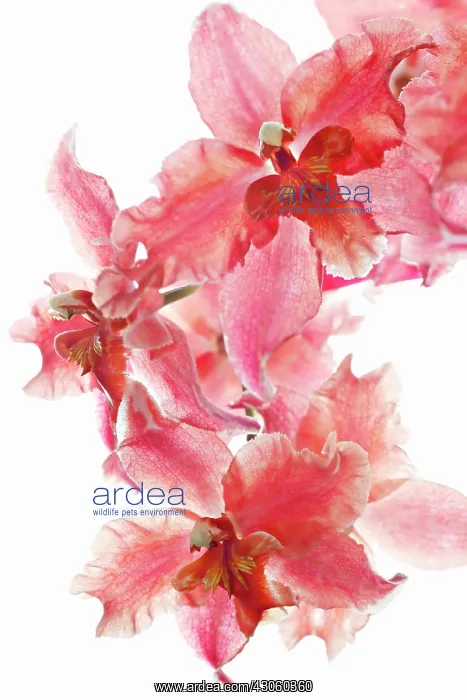 : Orchid, Odontoglossum : Orchid, Odontoglossum