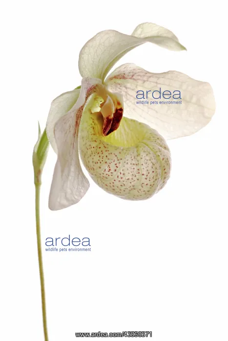 : Orchid, Paphiopedilum micranthum : Orchid, Paphiopedilum micranthum