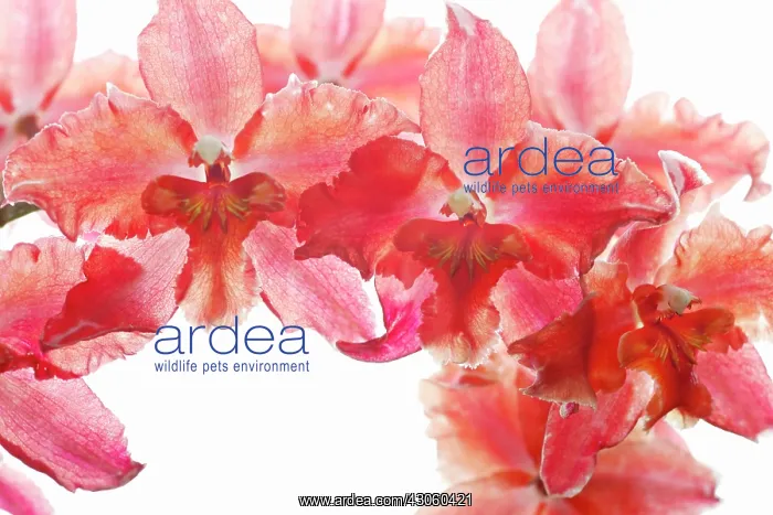 : Orchid, Odontoglossum : Orchid, Odontoglossum