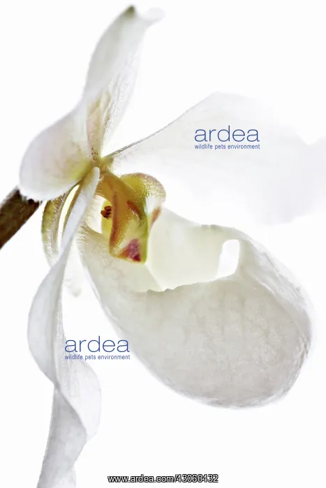 : Orchid, Paphiopedilum : Orchid, Paphiopedilum