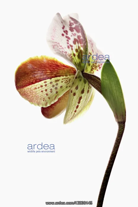 : Orchid, Paphiopedilum : Orchid, Paphiopedilum