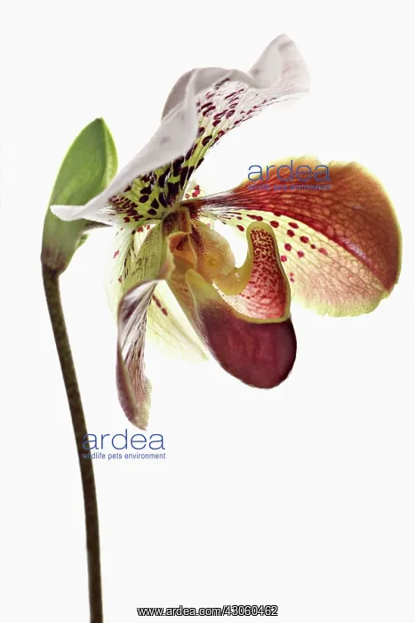 : Orchid, Paphiopedilum : Orchid, Paphiopedilum