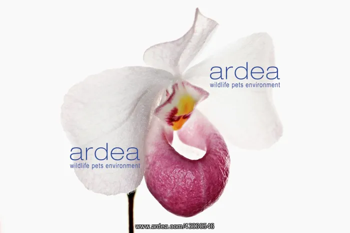: Orchid, Paphiopedilum micranthum, The Tiny Flowered Paphiopedilum : Orchid, Paphiopedilum micranthum, The Tiny Flowered Paphiopedilum