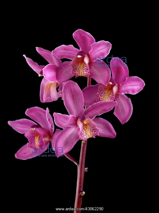 : Orchid, Cymbidium Rosie : Orchid, Cymbidium Rosie