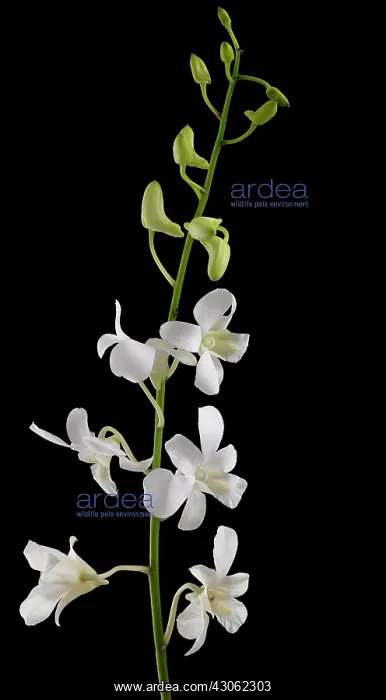 : Orchid, Dendrobium Living dreams white : Orchid, Dendrobium Living dreams white