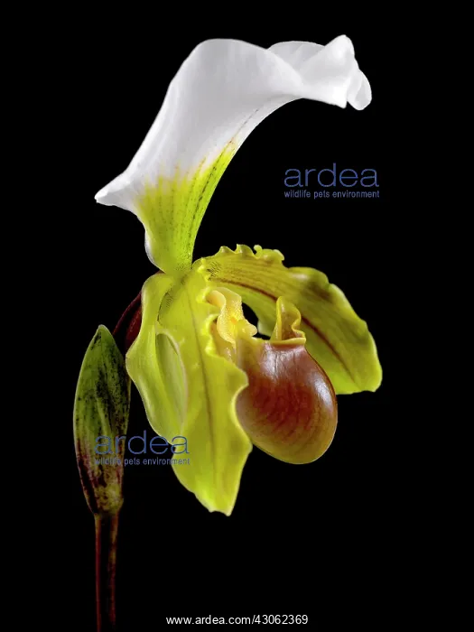 : Orchid, Slipper orchid, Paphiopedilum leeanum : Orchid, Slipper orchid, Paphiopedilum leeanum