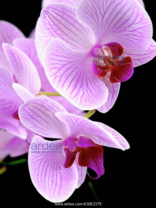 : Orchid, Moth orchid, Phalaenopsis Shanghai : Orchid, Moth orchid, Phalaenopsis Shanghai