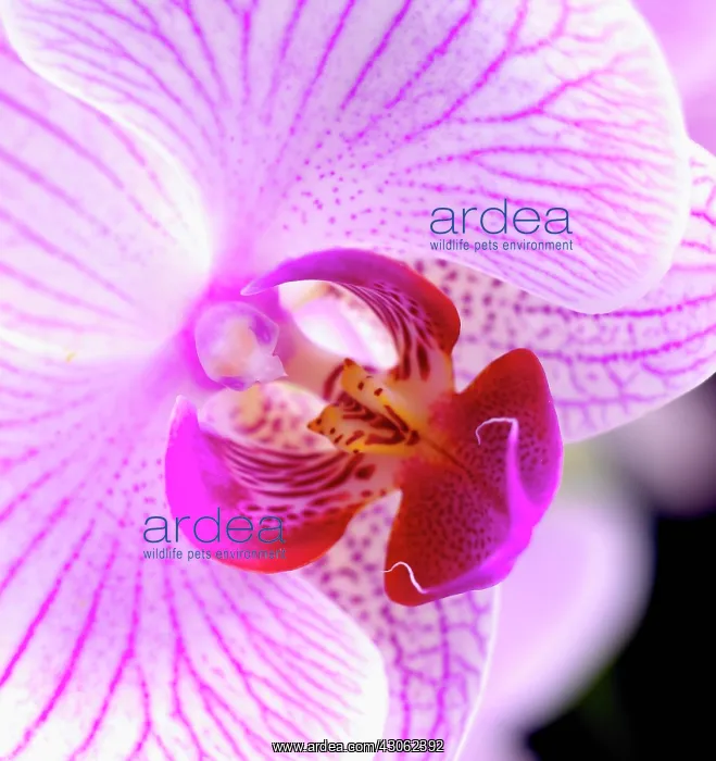 : Orchid, Moth orchid, Phalaenopsis Shanghai : Orchid, Moth orchid, Phalaenopsis Shanghai