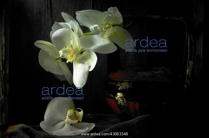: Orchid, Moth orchid, Phalaenopsis amabilis : Orchid, Moth orchid, Phalaenopsis amabilis