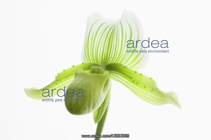 : Orchid, Paphiopedilum : Orchid, Paphiopedilum