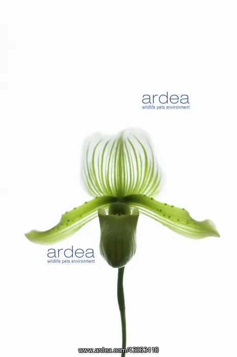 : Orchid, Paphiopedilum : Orchid, Paphiopedilum