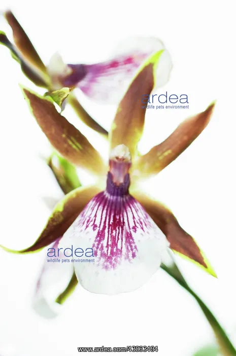 : Orchid, Zygopetalum : Orchid, Zygopetalum