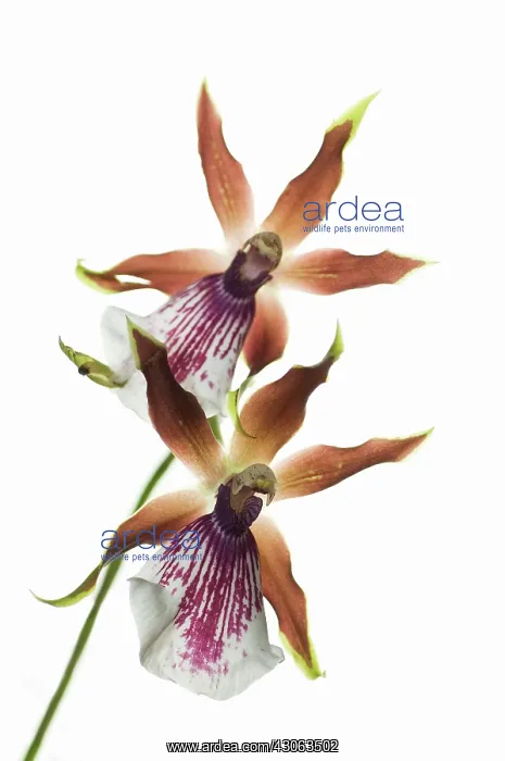 : Orchid, Zygopetalum : Orchid, Zygopetalum
