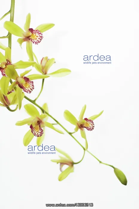 : Orchid, Cymbidium : Orchid, Cymbidium