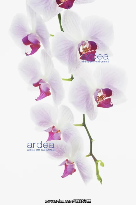 : Orchid, Moth orchid, Phalaenopsis : Orchid, Moth orchid, Phalaenopsis