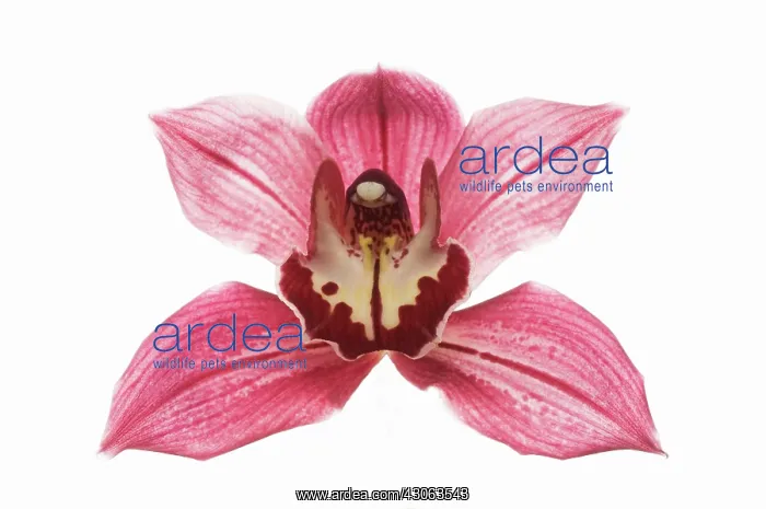 : Orchid, Cymbidium : Orchid, Cymbidium