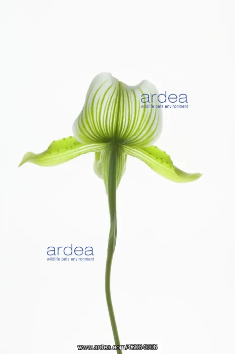 : Orchid, Paphiopedilum : Orchid, Paphiopedilum