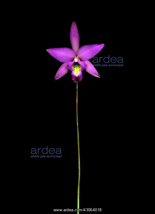 : Orchid, Laelia anceps : Orchid, Laelia anceps