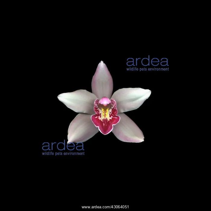 : Orchid, Cymbidium : Orchid, Cymbidium