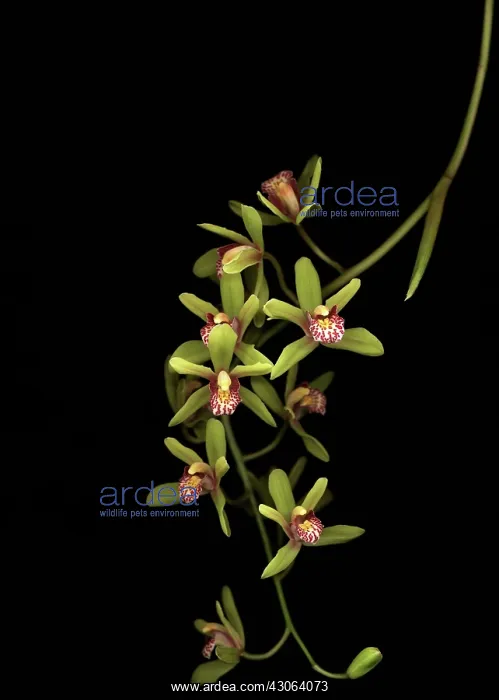  : Orchid, Cymbidium