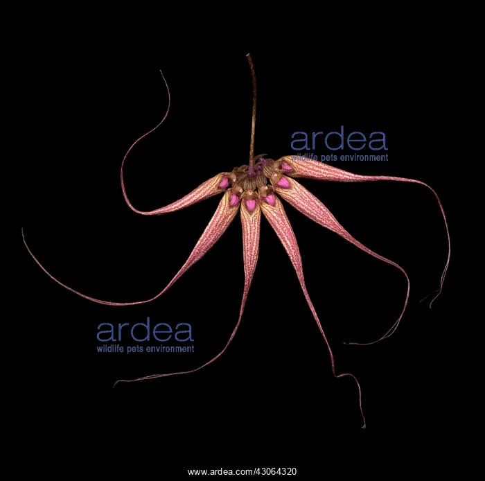 : Orchid : Orchid