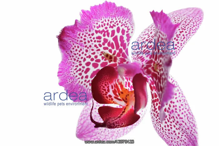 : Orchid, Moth orchid, Phalaenopsis : Orchid, Moth orchid, Phalaenopsis