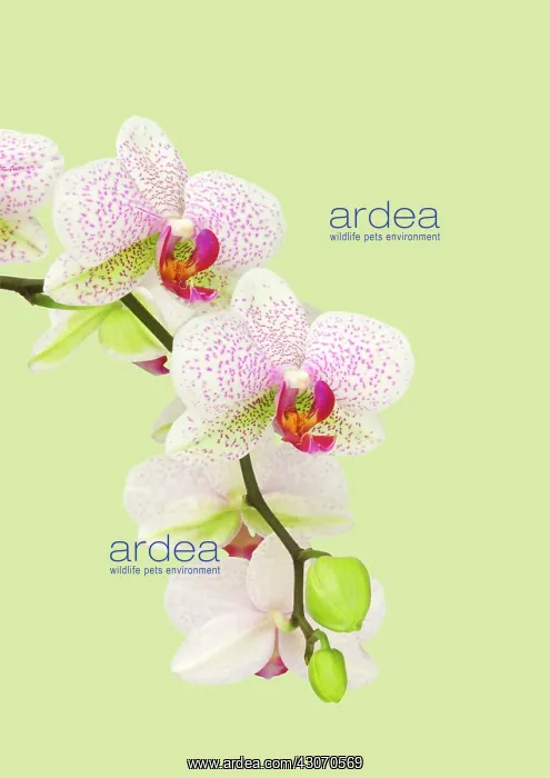 : Orchid, Moth orchid, Phalaenopsis : Orchid, Moth orchid, Phalaenopsis