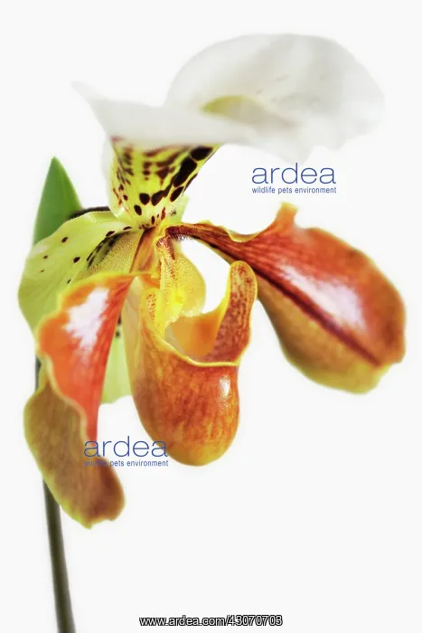 : Orchid, Slipper orchid, Paphiopedilum insigne : Orchid, Slipper orchid, Paphiopedilum insigne